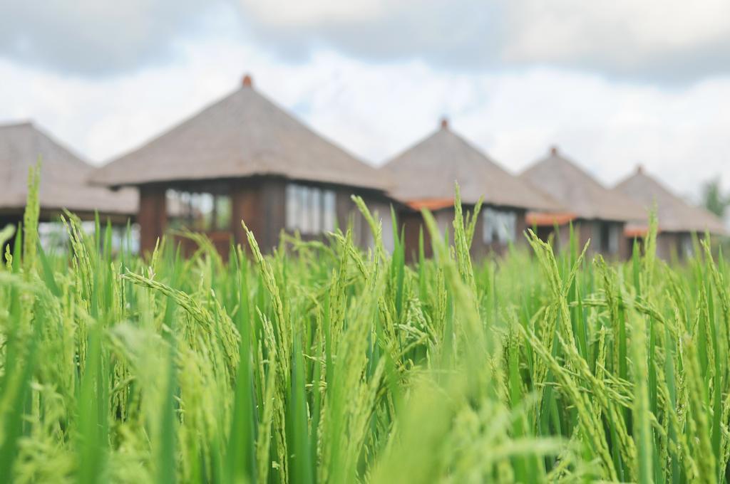 Taman Bintang Villa Ubud Εξωτερικό φωτογραφία